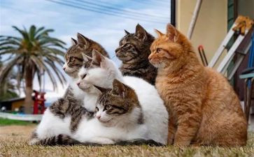 部编版《猫》教学反思6篇