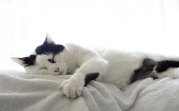 财富猫读后感5篇