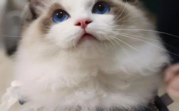 大熊猫的作文优秀5篇
