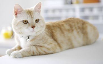 猫课时教学反思8篇