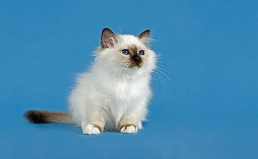 猫和教学反思7篇