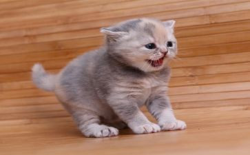 我的心爱之物猫作文300字5篇