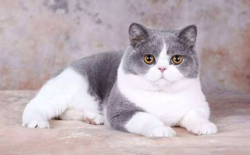 天猫运营计划6篇