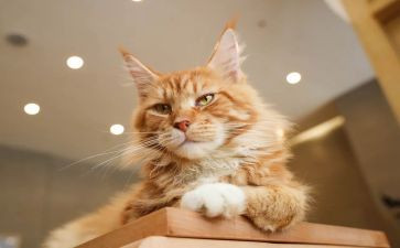 天猫客服年度总结6篇