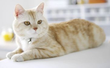 老虎和猫教案优秀8篇