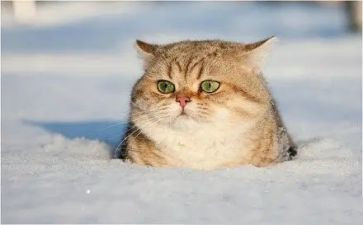 猫和教学反思与总结6篇