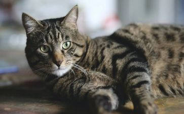猫教学心得与反思8篇
