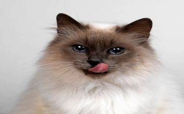 大熊猫的作文模板7篇