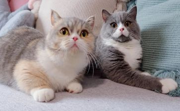 藏猫猫的教案5篇