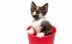 四年级语文《猫》教学反思8篇