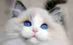 写小猫的作文6篇
