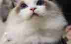 四年级下册《猫》教学反思6篇