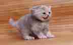 猫的读后感400字通用5篇