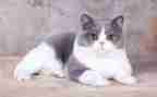 天猫运营计划6篇