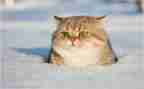 四年级下册猫的教学反思6篇