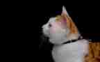 中班音乐我是猫教案6篇