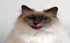 大熊猫的作文模板7篇