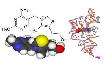 生物酶调查报告5篇