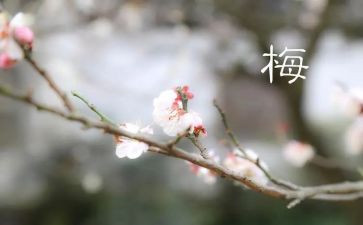 观看张桂梅先进事迹心得体会6篇