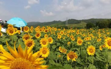 校园的美丽作文模板8篇