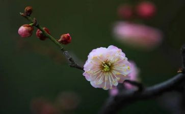 梅花魂教学反思5篇