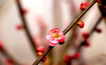 《梅花魂》的读后感600字7篇