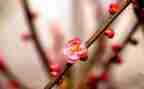 《梅花魂》的读后感600字7篇