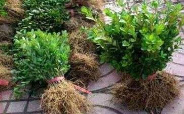 苗木订购合同5篇