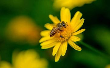 辛勤的小蜜蜂作文5篇