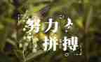 英语名人的作文8篇