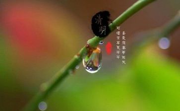 我们的节日清明节活动方案5篇