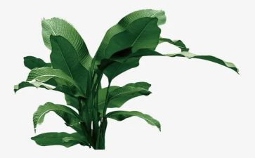 植树节的活动总结参考5篇