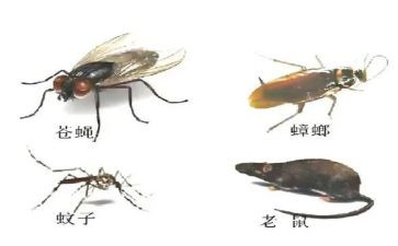 灭四害年度工作总结6篇