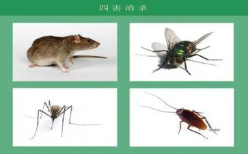 治四害工作计划通用7篇