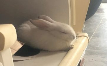 《龟兔赛跑》教案6篇
