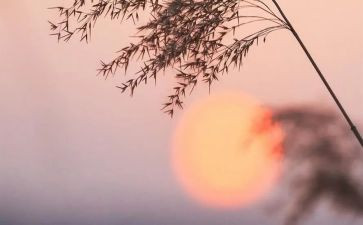 骆驼祥子12读后感200字6篇