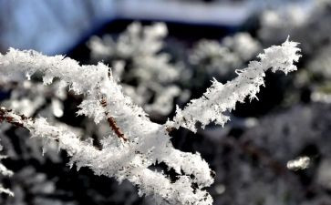 关于雪的调查报告优质7篇