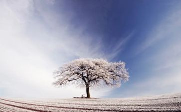 关于雪的调查报告8篇