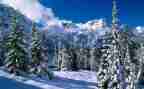 关于《雪》的读后感300字5篇