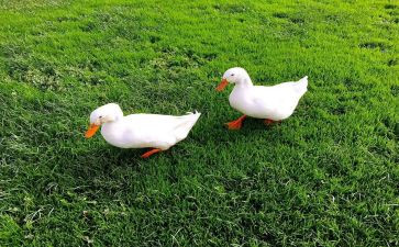 丑小鸭300字读后感通用8篇