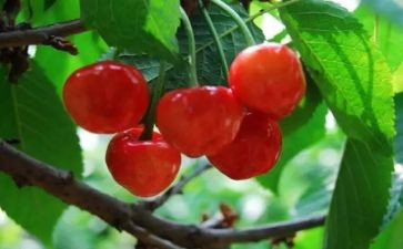 《樱桃沟的春天》读后感5篇