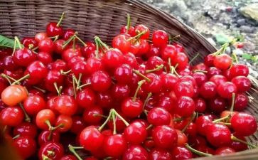 读樱桃沟的春天读后感8篇