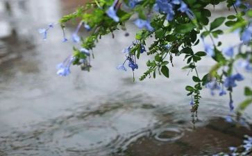 《雨霖铃》优秀教案5篇