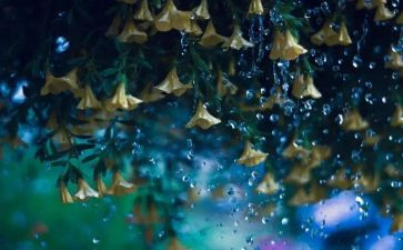 作文雨800字精选8篇