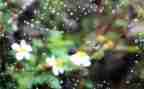 雨的四季_教学反思优秀8篇