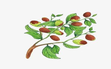青枣作文100字优秀5篇