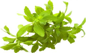 植物有关的作文参考8篇