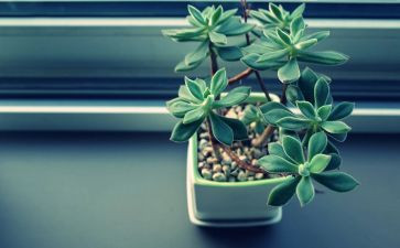 植物优秀作文8篇