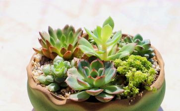 我的植物朋友作文8篇