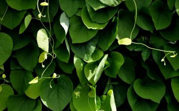 介绍植物的作文6篇
